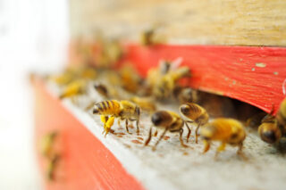 Bees entering a hive